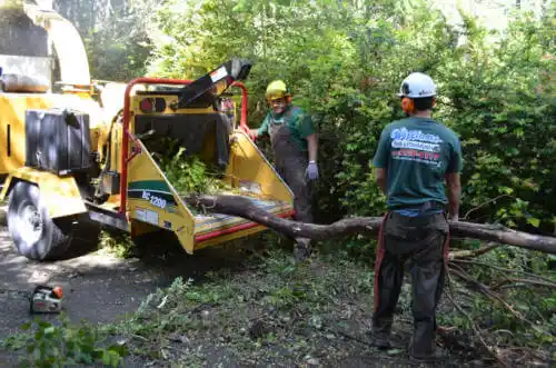 tree services Catheys Valley